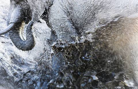 Shell Wildlife Photographer of the Year 2007 winner