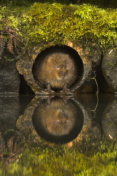 Shell Wildlife Photographer of the Year