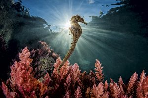 The Seahorse by Marco Gargiulo
