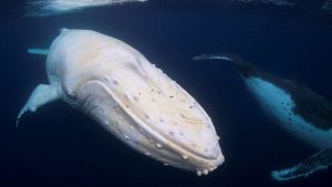 wildlife photo