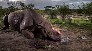 Wildlife Photographer of the Year 2017
