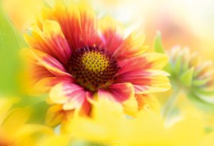 flower close-ups
