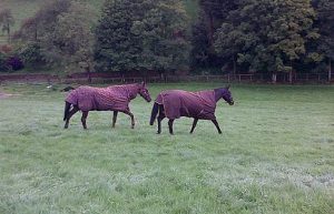 Denman chilling in the field during his holidays