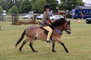 Exmoor pony