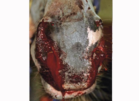 All about nosebleeds in horses - Horse All about nosebleeds in horses - Horse