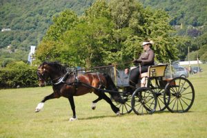 Crossfield Glory put to a Ladies Phaeton (photo by Ann Ham)