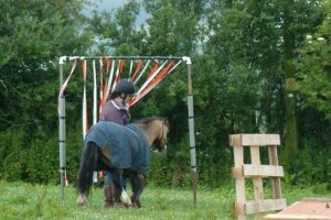 In-hand training with Emily Ham