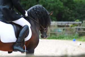 Crossfield Glory doing ridden dressage