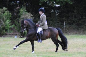 Crossfield Glory doing ridden showing
