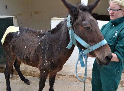 SPANA vet volunteer examining horse
