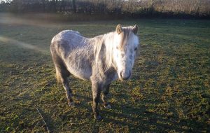 horse neglect