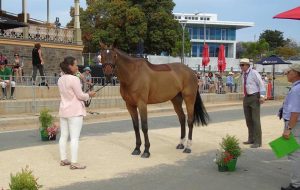 Alice Dunsdon and Fernhill Present at the Adelaide trot-up