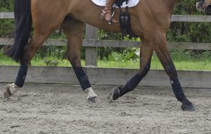 Dressage lesson at Littleton Manor - Steph Lord riding"It's A Rap"(Oscar) with trainer Kirsty Mepham