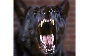 dog barking and baring its teeth