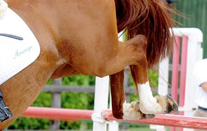 Jumping in lesson