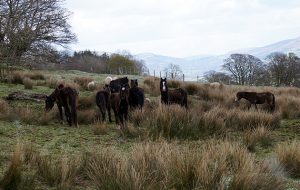 Llangynidr Common 2