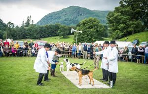 Judges preside over the supreme show championship, choosing between the champions from each of the terrier, beagle, harrier and Fellhound rings