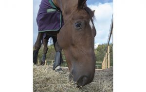 1-The-foundation-of-any-horses-diet-should-be-forage