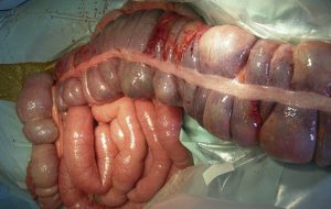 Dog Food Partial Intestines Removed Food Dog Food Partial Intestines Removed Food