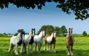 BWG2RR Traditional Irish painted shire horses, skewbald and piebald in buttercup meadow near Kilmore, Ireland