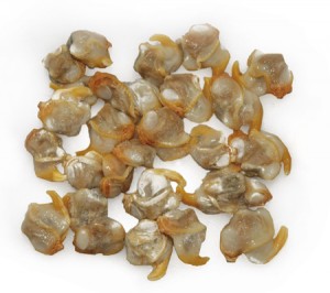 COCKLES