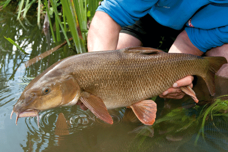 Returning fish safely