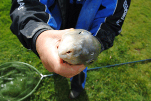 carpmouth