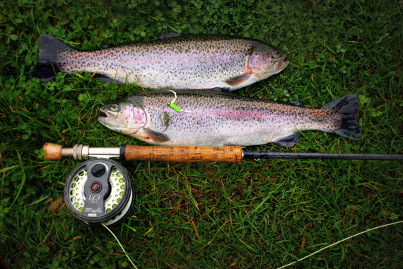 Tough battling trout