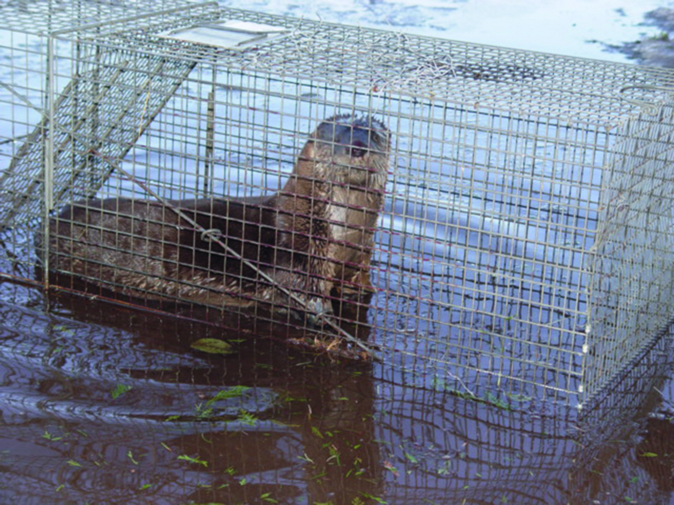 Breakthrough over otters Angler's Mail