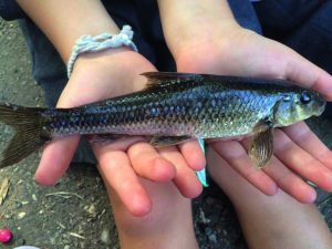 record-gudgeon