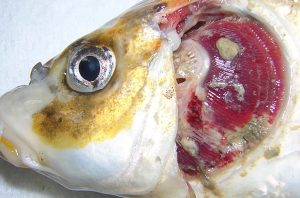 Carp diseases alarm includes warnings to look out for KHV. This carp is suffering from gill necrosis.