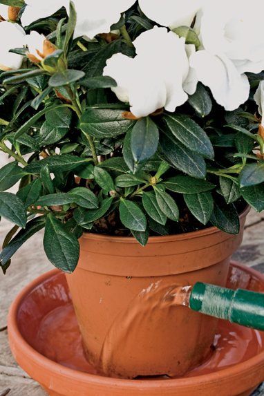 Keep Christmas House Plants Going For Longer Gardening Christmas House Plants