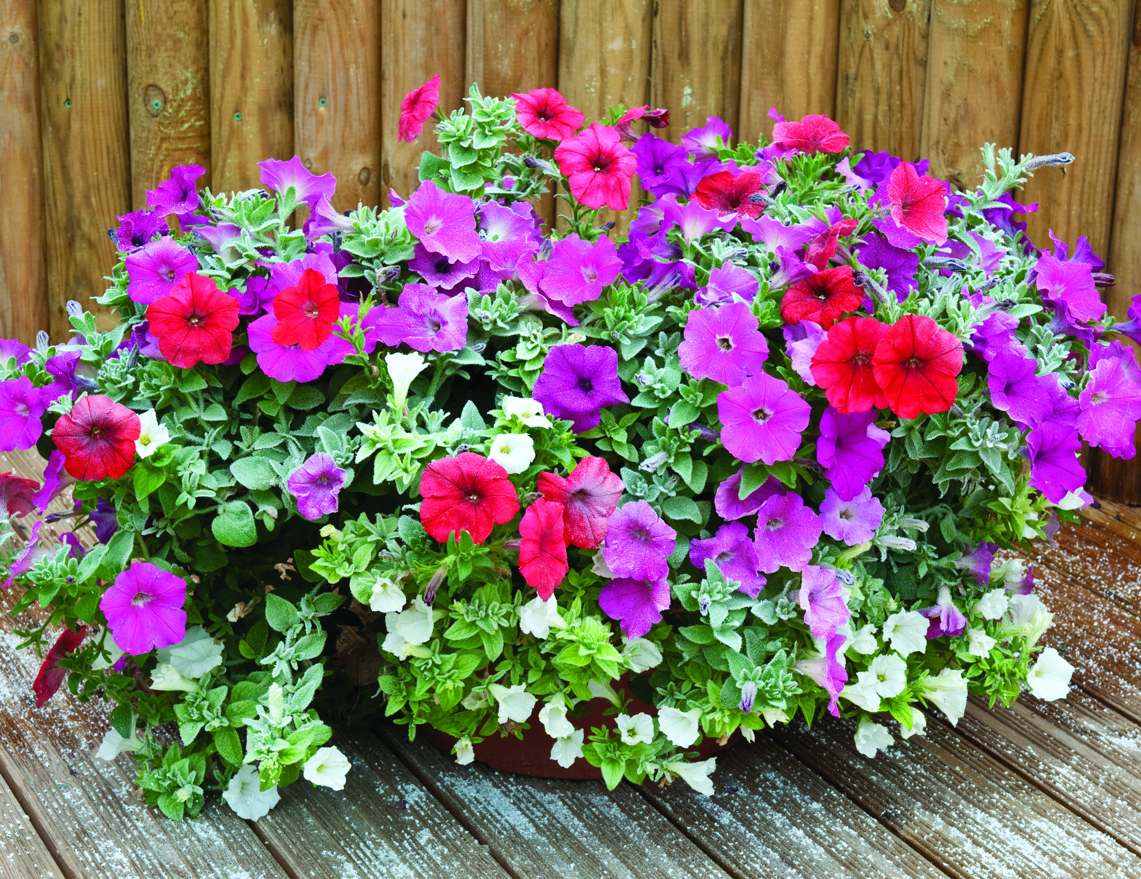 First frosthardy petunias go on sale Amateur Gardening