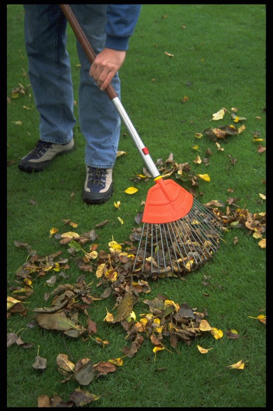 Raking is gardeners 'most hated' chore Amateur Gardening