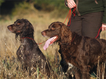 A pair of German longhaired pointers