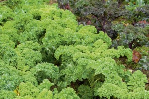 Kale Dwarf Green Curled next to Kale 'Scarlet', Brassica oleracea
