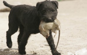 Ratting with terriers. Patterdale.