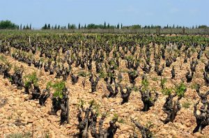 Vines in Châteauneuf du Pape