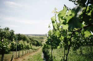 Best english wines
