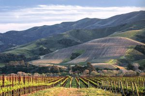 best Californian Pinot Noir, Brewer Clifton