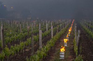 bordeaux frost