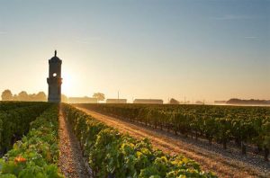 Château Haut-Batailley vineyards, bordeaux