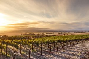 Alternative australian grapes