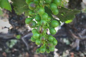 Damaged grapes in Beckstoffer To Kalon Daniel Ricciato