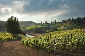 Santa Cruz Mountains producers