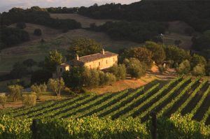 Salicutti, brunello