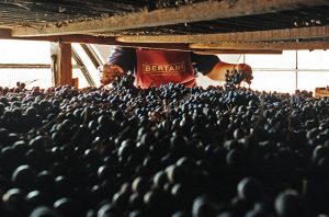 Bertani wines