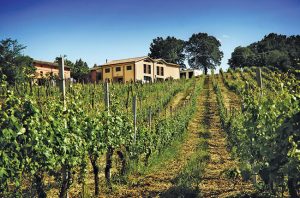 Le Marche wineries