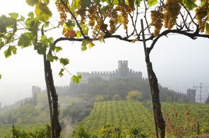 Pieropan vines