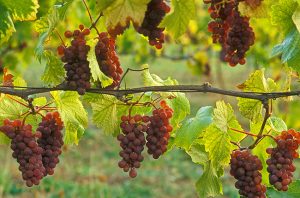 value Pinot Grigio